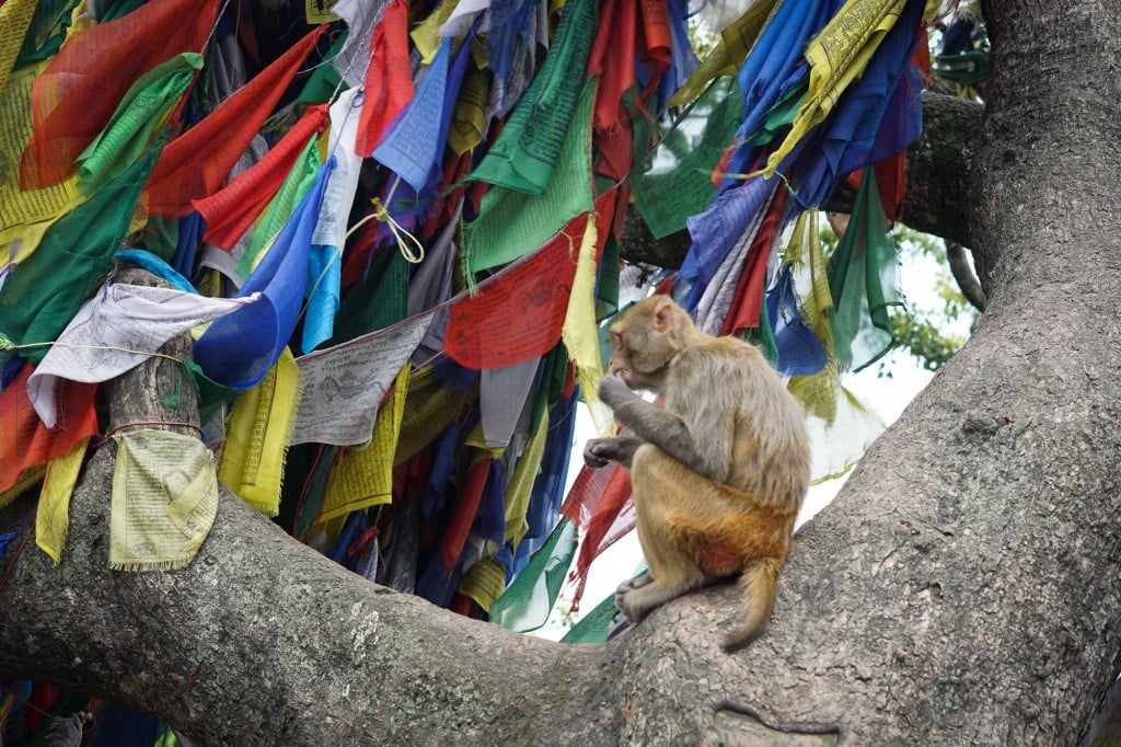 heritage sites volunteer nepal monkey family volunteer nepal